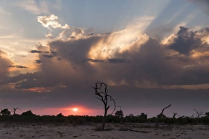 Marsh Prints: Savuti Marsh at sunset, Botswana, Africa