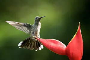 Spread Wings Prints: Scaly-breasted Hummingbird, Lowland rainforest, Sarapiqui, Costa Rica, Central America