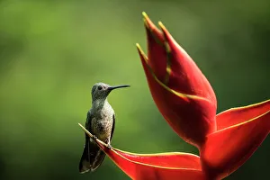 Petal Prints: Scaly-breasted Hummingbird, Lowland rainforest, Sarapiqui, Costa Rica, Central America
