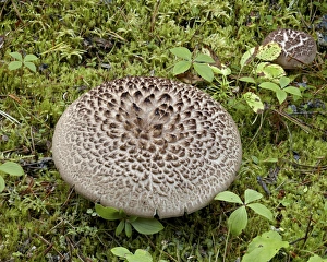 Textured Prints: Scaly hydnum (Sarcodon imbricatus)