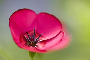 Fragile Prints: Scarlet Flax