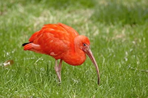 One Bird Collection: Scarlet ibis (Eudocimus ruber) in captivity, Rio Grande Zoo, Albuquerque Biological Park