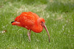Images Dated 17th April 2009: Scarlet ibis (Eudocimus ruber) in captivity, Rio Grande Zoo, Albuquerque Biological Park