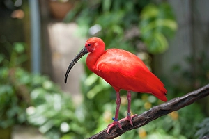 Texas Prints: Scarlet ibis inside the Rainforest Pyramid