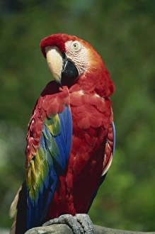 Parrot Prints: Scarlet Macaw