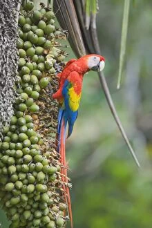 Scarlet macaw (Ara macao), Corcovado National Park, Osa Peninsula, Costa Rica