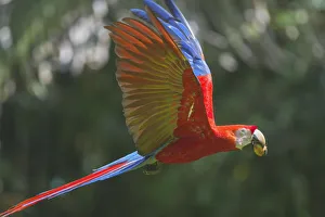 Scarlet Macaw (Ara macao) in flight, Corcovado National Park, Osa Peninsula, Costa Rica