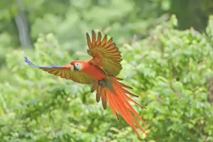 Scarlet macaw (Ara macao) in flight, Corcovado National Park, Osa Peninsula
