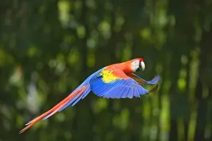 Images Dated 27th January 2009: Scarlet macaw (Ara macao) in flight, Corcovado National Park, Osa Peninsula