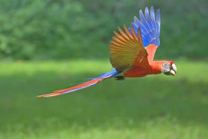 Macaw Prints: Scarlet macaw (Ara macao) in flight with nut in its beak, Corcovado National Park