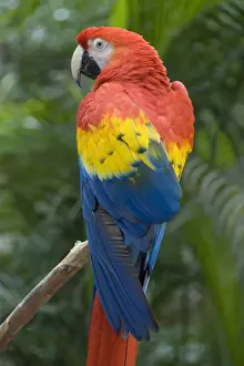 Honduras Prints: Scarlet Macaw (Ara Macao), Macaw Mountain Bird Park, Copan, Honduras, Central America