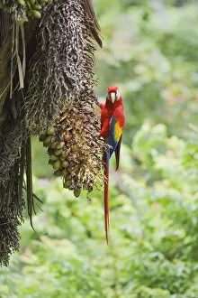 Costa Rica Gallery: Scarlet Macaw (Ara macao) perching on a tree, Corcovado National Park, Osa Peninsula