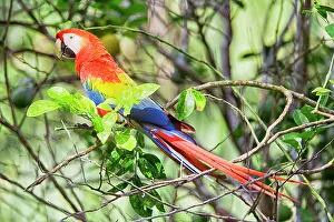 Avifauna Prints: Scarlet Macaw (Ara macao) perching on a tree