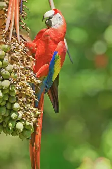Rica Prints: Scarlet Macaw (Ara macao) perching on a tree