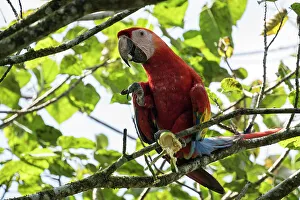 Macaw Prints: Scarlet Macaw (Ara macao), Sarapiqui, Costa Rica, Central America