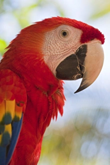 Beaks Prints: Scarlet macaw, Roatan, Bay Islands, Honduras, Central America