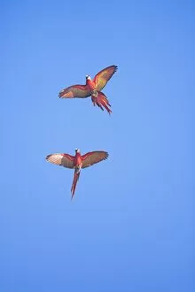 Scarlet macaws (Ara macao) in flight, Corcovado National Park, Osa Peninsula