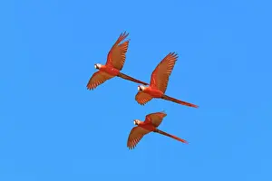 Avifauna Prints: Scarlet Macaws (Ara macao) in flight, Osa Peninsula, Corcovado N.P, Costa Rica