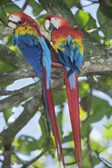 Costa Rica Gallery: Scarlet Macaws (Ara macao) perching on a tree, Corcovado National Park, Osa Peninsula