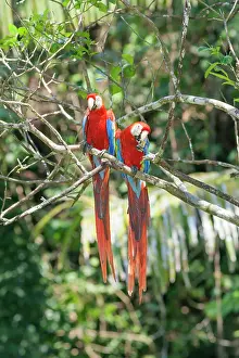 Rica Prints: Scarlet Macaws (Ara macao) perching on a tree