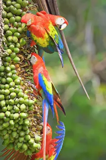 Rica Prints: Scarlet Macaws (Ara macao) perching on a tree