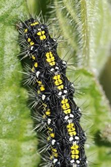 Images Dated 22nd April 2010: Scarlet tiger moth caterpillar (Callimorpha dominula) feeding on common comfrey leaf