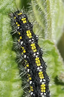 Wiltshire Prints: Scarlet tiger moth caterpillar (Callimorpha dominula) feeding on common comfrey leaf (Symphytum officinale)