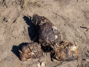 Reptile Prints: Scat of Aldabra giant tortoise found at Anjajavy Private Reserve in Madagascar
