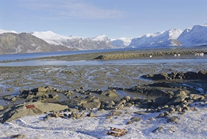 Canadian Arctic Prints: Scenery surrounding the Cumberland Sound, Pangnitung, Baffin Island, Canadian Arctic