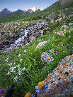 Environmental Beauty Prints: Scenic landscape of wildflowers and a flowing stream in the golden light of early morning