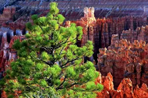 Bryce Prints: Scenic view of Bryce Canyon with trees and rock formations in evening light in Utah, USA