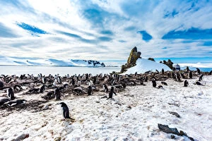 Flightless Bird Gallery: Scenic view of Chin Strap Penguins and glaciers in Antartica