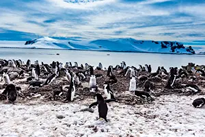 Scenic view of Chin Strap Penguins and glaciers in Antartica
