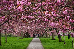 A scenic view of a pathway lined with blooming cherry blossom trees in a park, with people walking and enjoying the vibrant pink flowers