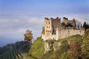 Black Forest Prints: Schauenburg castle ruin, early morning fog, Oberkirch, Black Forest, Baden Wurttemberg