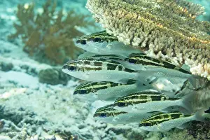 Bangka Island Prints: A school of adult bridled monocle bream (Scolopsis bilineata)