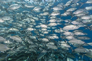 A school of bigeye trevally (Caranx sexfasciatus), Sebayur Island, Komodo Island National Park, Indonesia, Southeast Asia, Asia