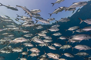 A school of bigeye trevally (Caranx sexfasciatus), Sebayur Island, Komodo Island National Park, Indonesia, Southeast Asia, Asia
