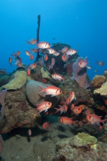 Seabed Prints: School of blackbar soldierfish (Myripristis jacobus)