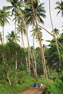 Images Dated 18th November 2008: School children walking through coconut plantation, Taveuni Island, Fiji