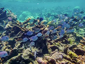 Snorkeling Prints: School of Doctorfish tangs (Acanthurus chirurgus) seen during the Hol Chan Marine Reserve