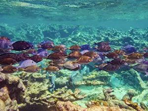 Saltwater Prints: School of Doctorfish tangs (Acanthurus chirurgus) seen during the Hol Chan Marine Reserve