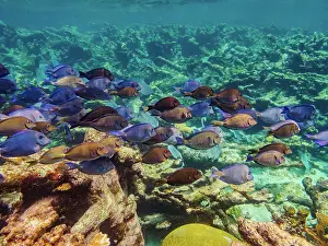 Snorkeling Prints: School of Doctorfish tangs (Acanthurus chirurgus) seen during the Hol Chan Marine Reserve