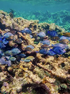 Snorkeling Prints: School of Doctorfish tangs (Acanthurus chirurgus) seen during the Hol Chan Marine Reserve
