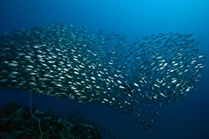 Illusion Prints: School of fish formed into a heart shape, Thailand, Southeast Asia, Asia