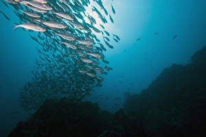 Images Dated 13th June 2008: School of fish, Thailand, Southeast Asia, Asia