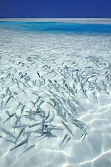 Shoal Prints: School of fishes and tropical lagoon, Maldives, Indian Ocean, Asia