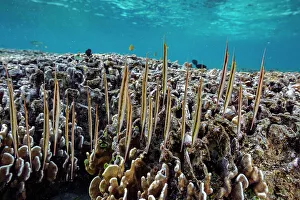 Tropical Climate Prints: A school of jointed razorfish (Aeoliscus strigatus)
