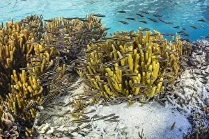 Indonesian Prints: A school of striped catfish (Plotosus lineatus) on Sebayur Island, Komodo National Park