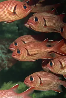 Fishes Prints: Schooling squirrel fish (Sargocentron species) are nocturnal, Similan Islands